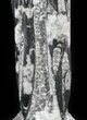 Tall Tower Of Polished Orthoceras (Cephalopod) Fossils #61201-2